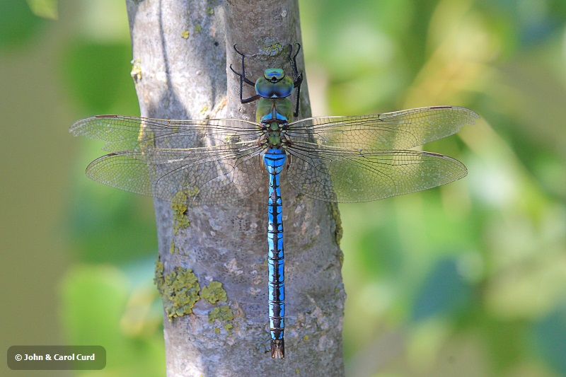 IMG_0846 Anax imperator.JPG